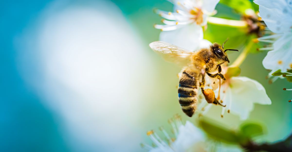 Bienen schützen im Garten | Tipps für Barnim