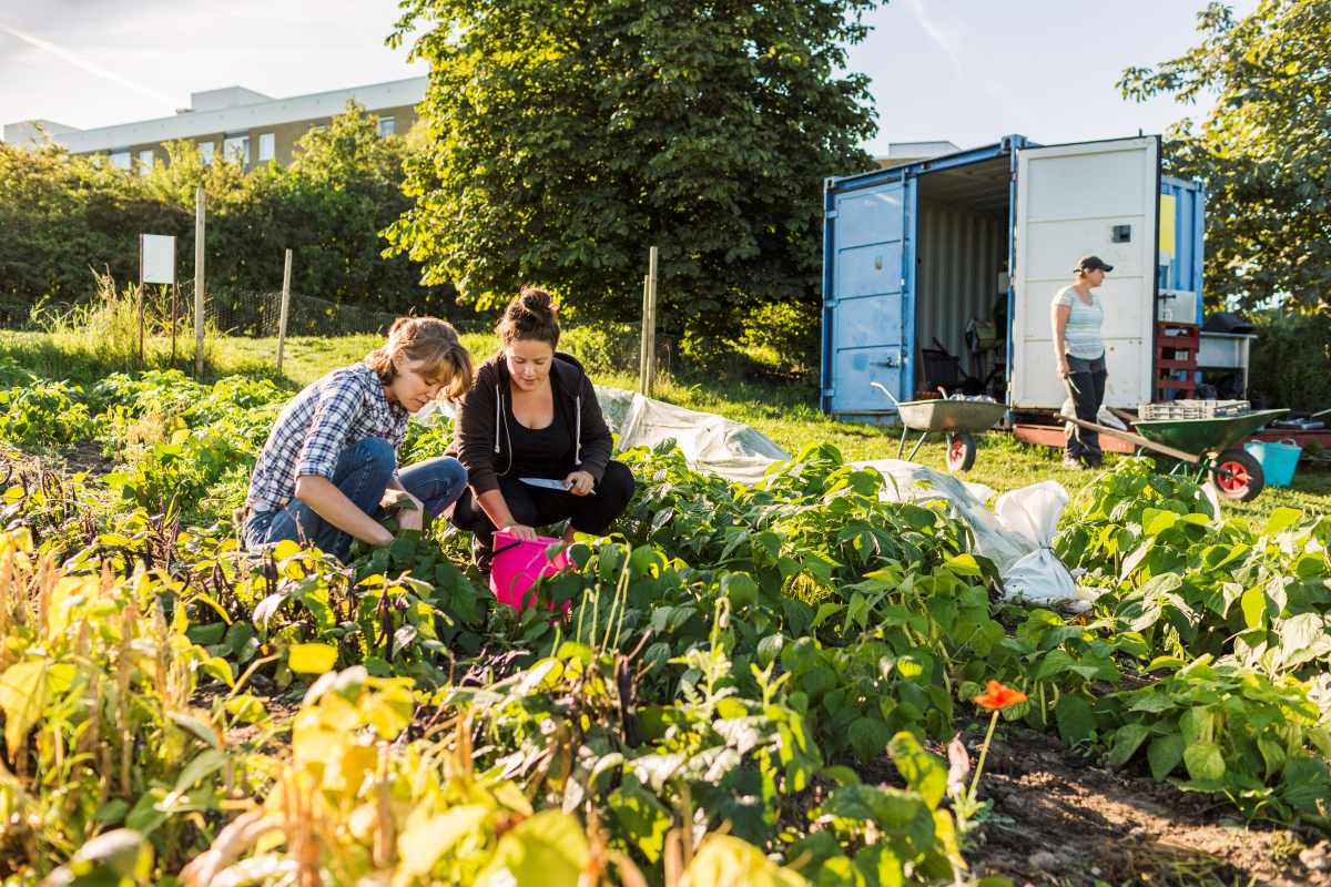 Gemeinschaftsgarten in Barnim anlegen — So startet ihr gemei