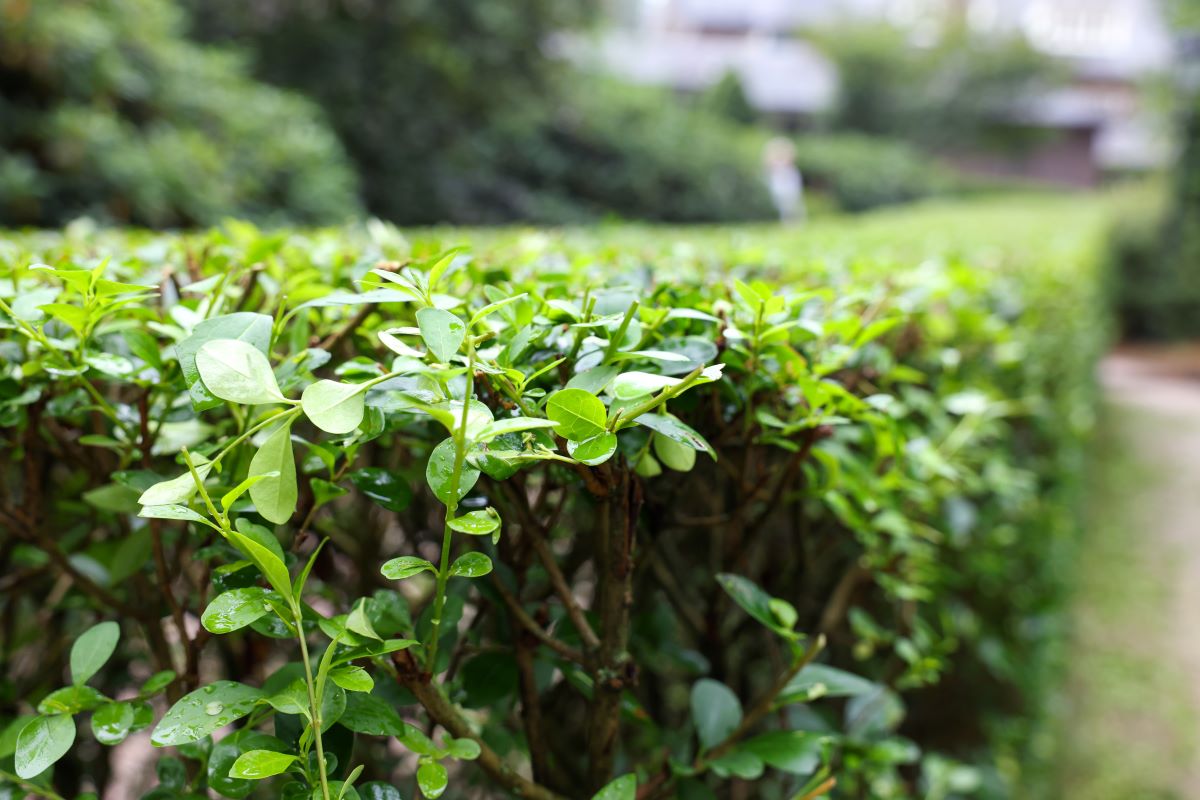 Hecke schneiden: Schonzeit, Recht & beste Zeit