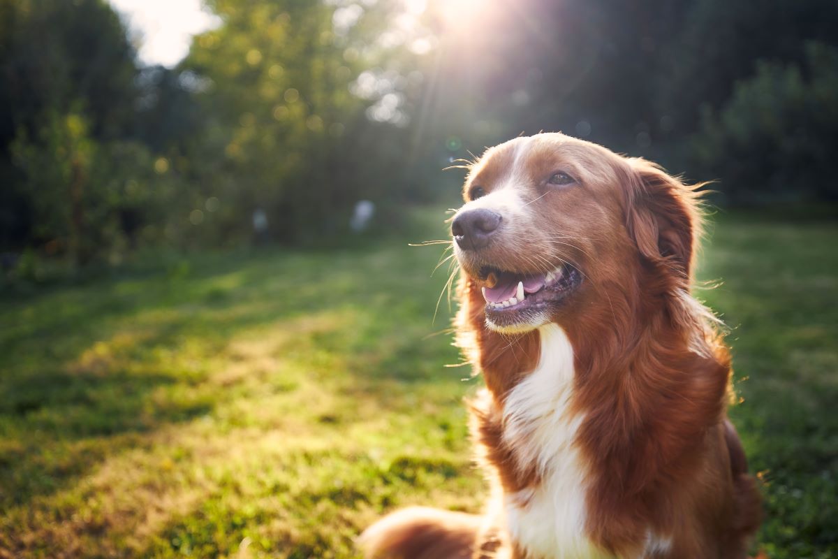 Hund vermisst Barnim — Sofortmaßnahmen & Suchstrategie