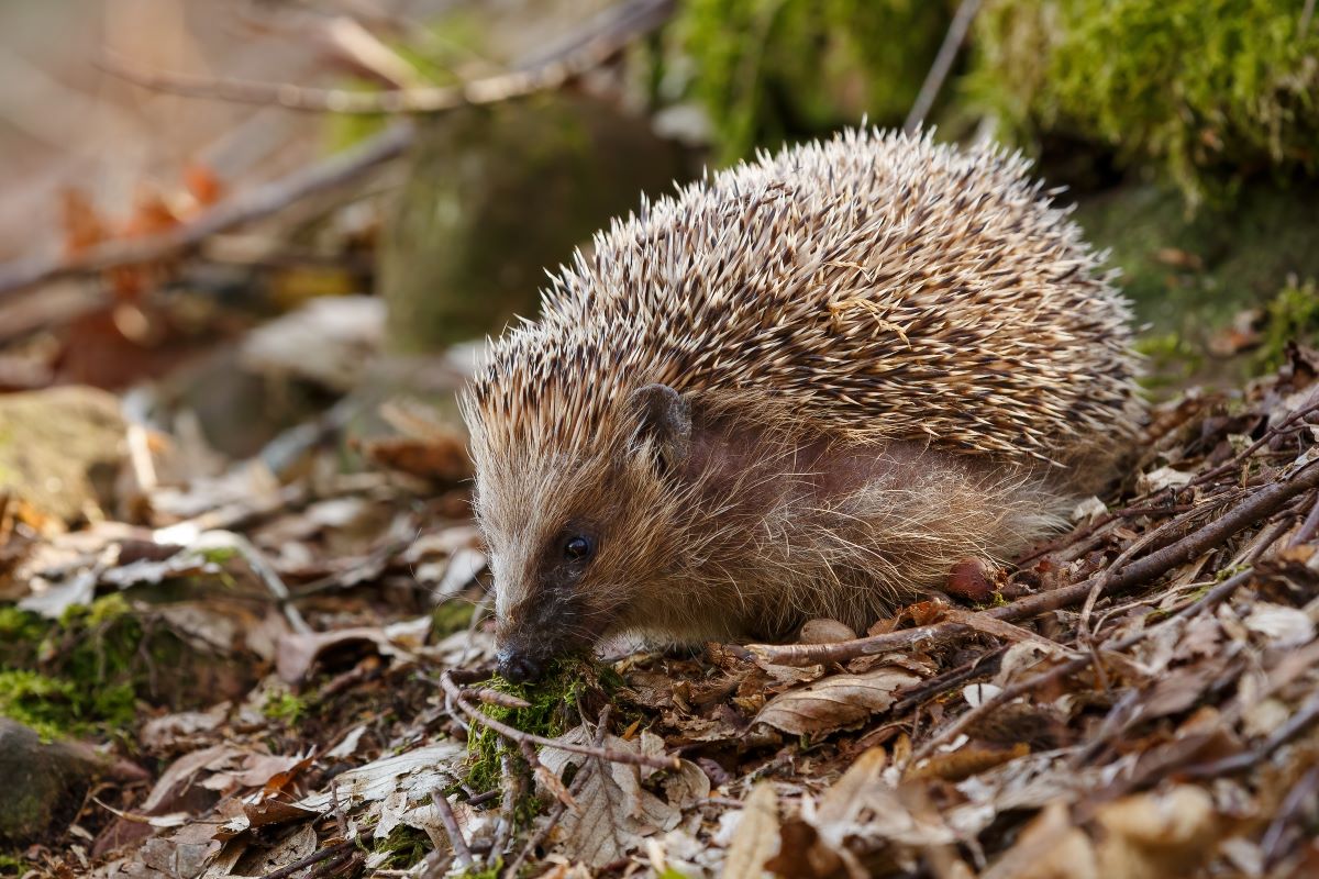 Igel im Garten: Richtige Hilfe für Barnim – NABU-Tipps