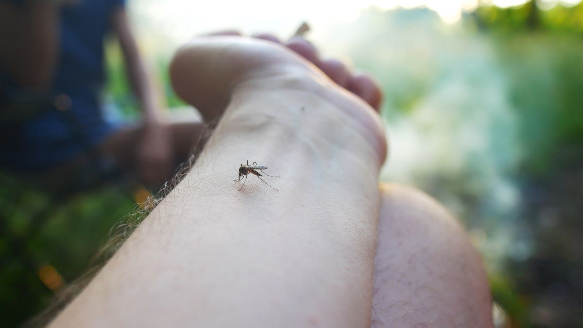 Insektenstiche in Barnim: Erste Hilfe, richtige Behandlung u