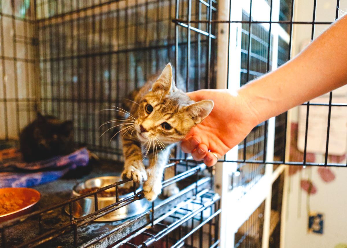 Katze mikrochippen in Barnim – Sicherheit lebenslang