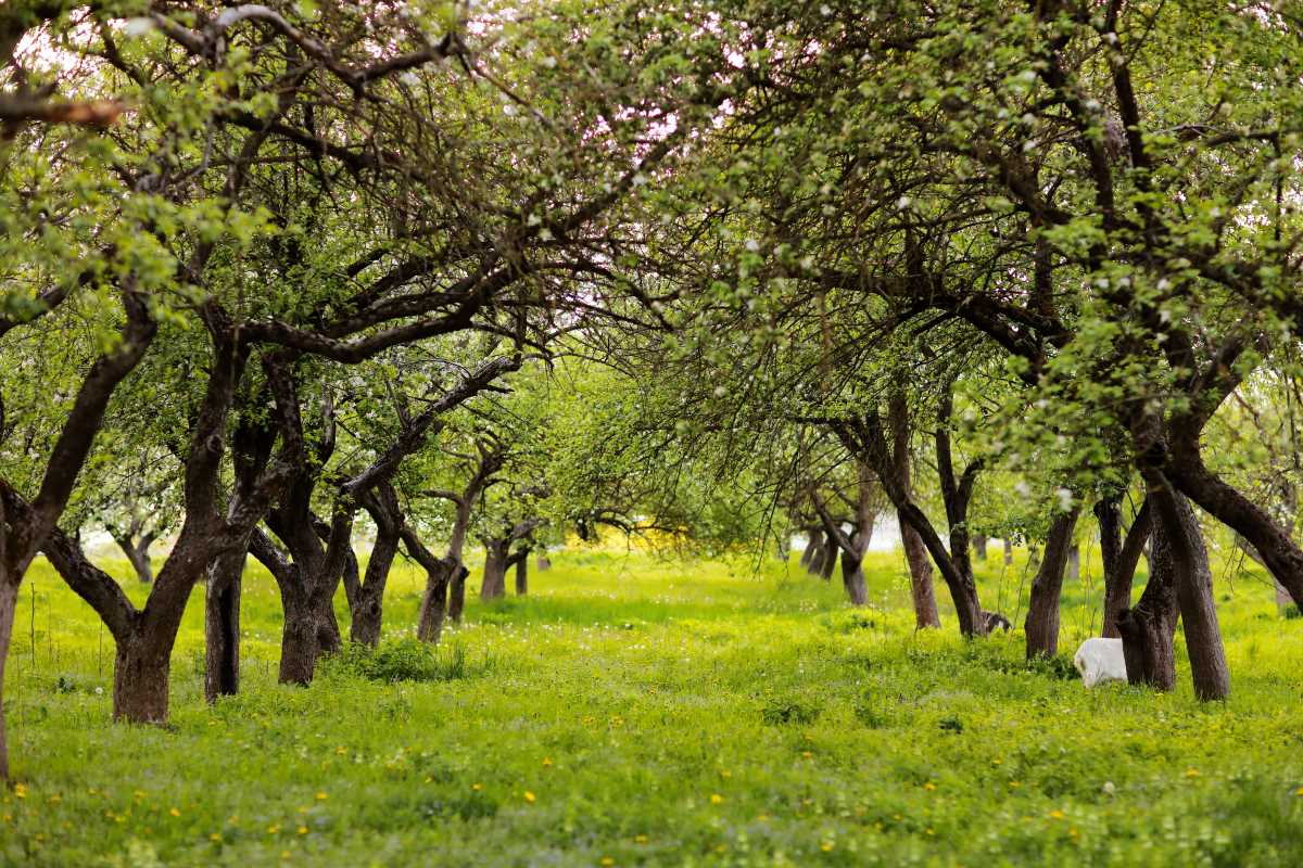 Streuobstwiese kaufen in Barnim — lohnt sich die Investition