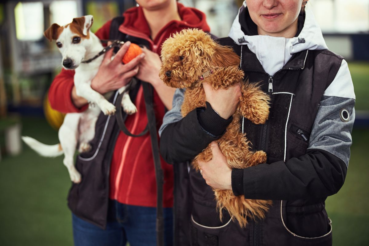 Tier adoptieren statt kaufen | Tierheim Barnim